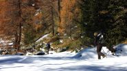 salendo al limite del bosco verso l'Alpeggio di Nannaz superiore (17-11-2012)