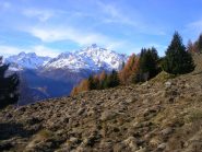 Alpe Castellaccio devastato dai cinghiali