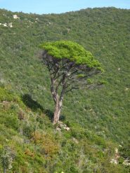 Un isolato e maestoso pino scampato ai numerosi incendi