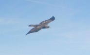 Aquila