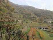 Le vigne a  tupiun a Cesnola
