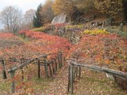 autunno  nella vigna 