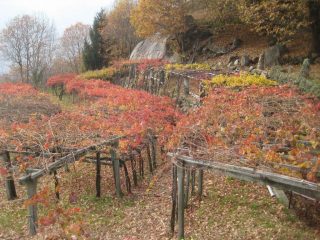 autunno  nella vigna 