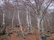 faggeta prima della cresta 