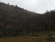 Pendio erboso e boschetto di betulle percorso in discesa