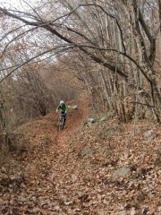 Scorrevole in mezzo alle foglie