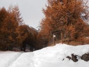 03 - Colletto Grigio