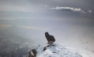 Pepe in cima