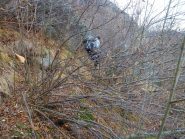 comincia il ballo del ravanatore cinghialoide