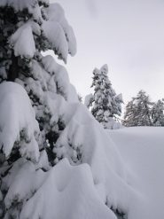 alberi