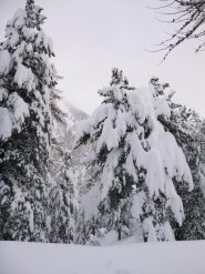 alberi