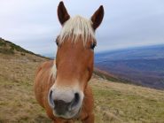 Hei cosè questo muso lungo?