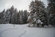 la discesa nel bosco