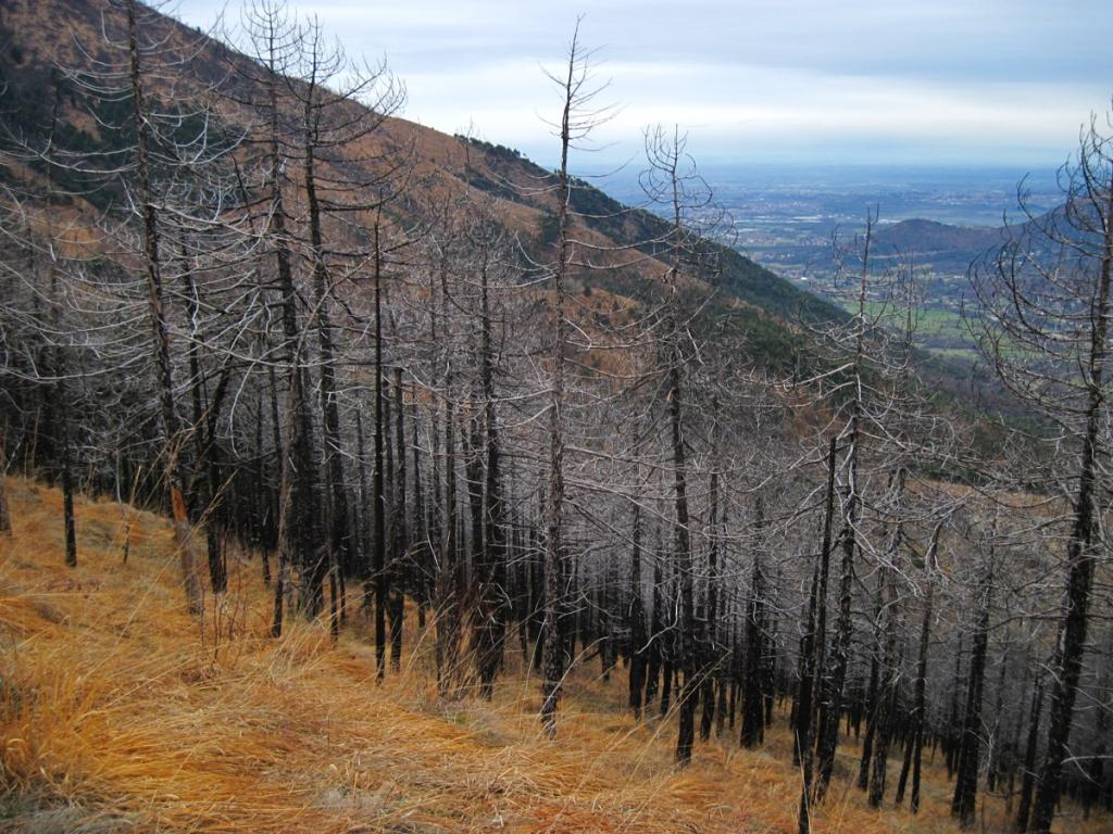 La pineta bruciata