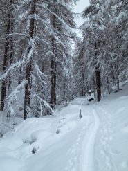 All'inizio del bosco