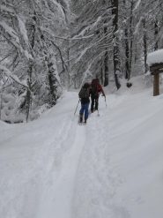 nel bosco