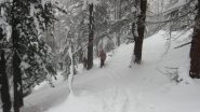 Divertimento in discesa!!!