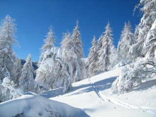 alberi carichi