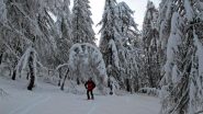 Ancora una scena nel bosco