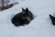 Frank in muta invernale …