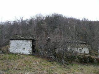 Praciola