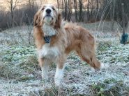 Il cane di Feilongo