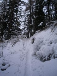 bella traccia nel bosco...