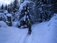 entriamo nel bosco fitto...