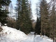 Nel bosco