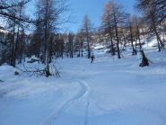 Farinella nel bosco