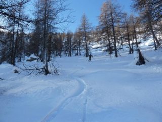 Farinella nel bosco