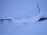 Pitone bianco nel bosco