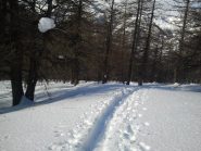 scendendo, inizio bosco