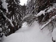 nel bosco