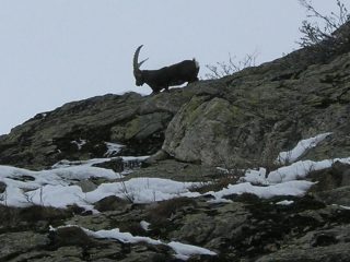 osservati...