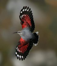 picchio muraiolo