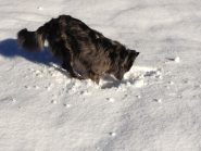 L’istinto di sopravvivenza: una tana nella neve contro il freddo …. 