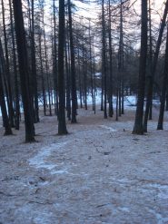 queste le condizioni del bosco a quota 1.650