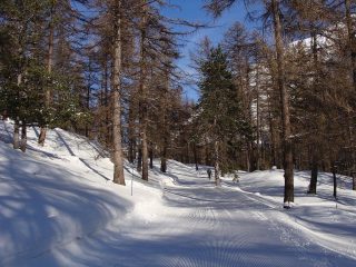 un tratto di strada battuta nel bosco