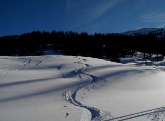 disegni