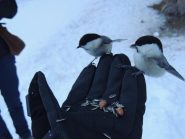 cince sulla mano