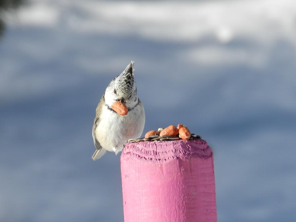 cincia dal ciuffo su uno dei paletti segnalatori del percorso
