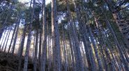 La bella pineta che si attraversa scendendo a Savarino