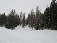bosco bellissimo