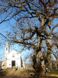 la madoninna della foresta col suo albero monumentale