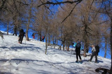 superando il boschetto di larici (5-1-2013)