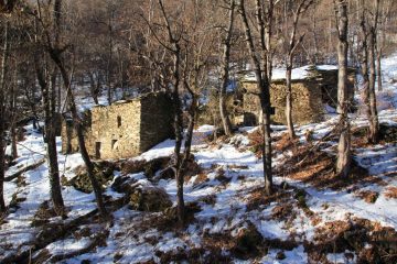 alcuni vecchi gias nel bosco sopra Danna (5-1-2013)