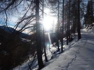 bosco sotto l'alpe Breva