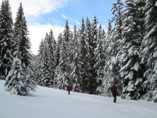 per fortuna si entra nel bosco...