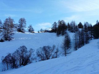 fuori dal bosco